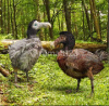 Dodo 