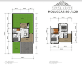 Tipe Moluccass di Royal Clove Kolonel Masturi