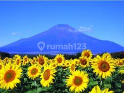 Yolanda property solo 