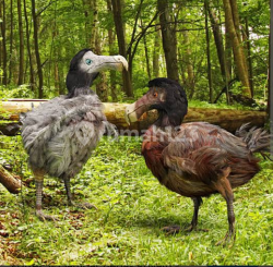 Dodo 