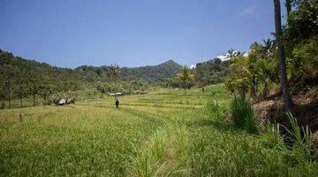 Gambar 4 Rice Field View Land  In Singaraja