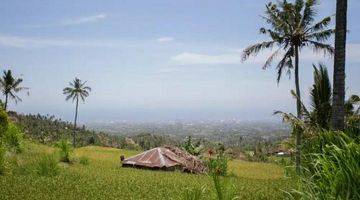 Gambar 5 Rice Field View Land  In Singaraja