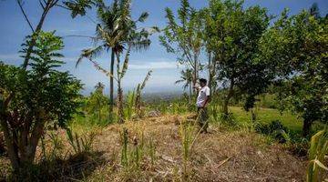 Gambar 3 Rice Field View Land For Sale In Singaraja