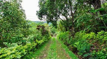 Gambar 3 9400 m2 Land at Kayu Putih, Singaraja, north Bali