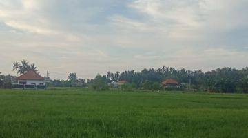 Gambar 1 LAND  WITH RICE FIELD VIEW IN LOVINA