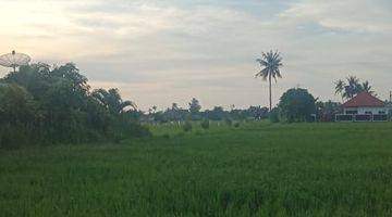 Gambar 2 LAND  WITH RICE FIELD VIEW IN LOVINA