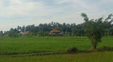 Gambar 3 LAND  WITH RICE FIELD VIEW IN LOVINA