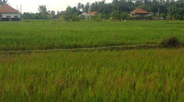 Gambar 5 LAND  WITH RICE FIELD VIEW IN LOVINA