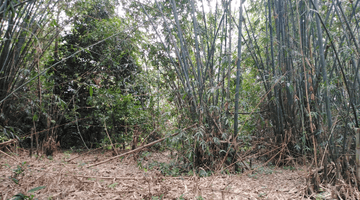 Gambar 4 Tanah Bogor Dekat IPB Dramaga, 1H Cibulanglang Akses Ringroad Dan Ciampea