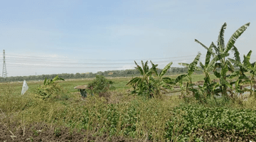 Gambar 1 Nol jalan OERR murah banget di tambak cemandi juanda