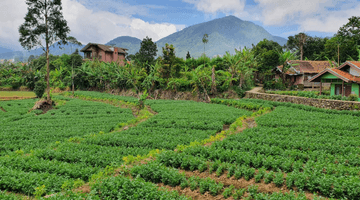 Gambar 1 Tanah cocok untuk Vila atau perkebunan