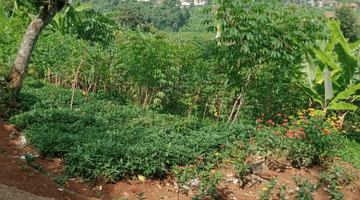 Gambar 1 Jual Tanah Kebun Muraah Cocok Untuk Di Biklin Perumahan Sebelah Utara Dago Resort Jl: Bukit Pakar Timur Bandung Utara 