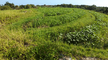 Gambar 3 FREEHOLD Land, 180 Are in Tanah Lot