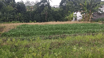 Gambar 3 Di  Tanah 25 Are di Tumbak Bayuh Canggu Utara Bali