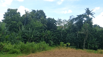 Gambar 1 Di  Tanah 25 Are di Tumbak Bayuh Canggu Utara Bali