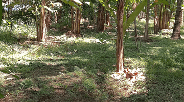 Gambar 1 KEBUN KELAPA DAN PISANG