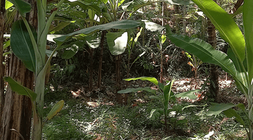 Gambar 2 KEBUN KELAPA DAN PISANG