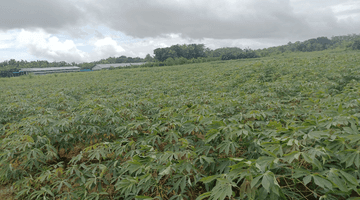 Gambar 4 Lahan Industri sangat murah di Jepara Jawa Tengah