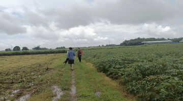 Gambar 3 Lahan Industri sangat murah di Jepara Jawa Tengah