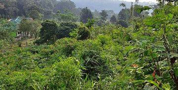 Gambar 3 tanah kebun di bogor gunung salak