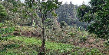 Gambar 5 tanah kebun di bogor gunung salak