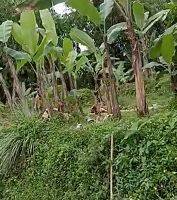 Gambar 2 tanah kebun kaki gunung salak