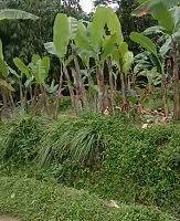 Gambar 3 tanah kebun kaki gunung salak