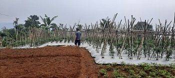 Gambar 1 Tanah kebun di bogor