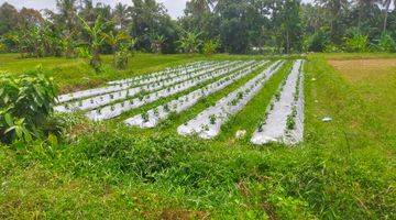 Gambar 1 Tanah Sawah Murah Area Jl. Kaliurang km 15