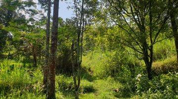 Gambar 2 Tanah kebun yg sdh menghasilkan