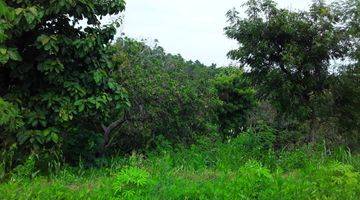 Gambar 2 Beautiful Land suitable for agrobusiness and villa