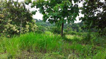 Gambar 3 Beautiful Land suitable for agrobusiness and villa