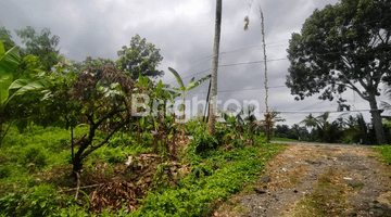 Gambar 5 TANAH KEBUN DI PINGGIR JALAN UTAMA PUPUAN