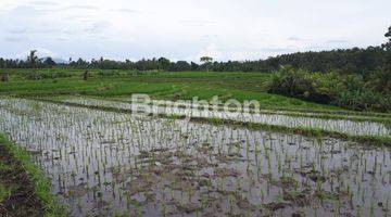 Gambar 1 Sawah lingkungan Villa Daerah Tabanan