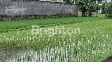 Gambar 1 TANAH BERUPA SAWAH BELAKANG UNIVERSITY HOTEL