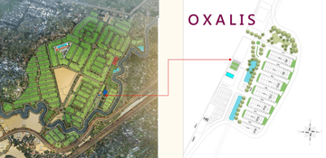 Cluster Oxalis at Metland Puri