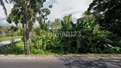 Tanah LT 3900 m2 Kawasan Strategis Lovina, Dijual Murah