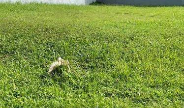 Dijual Kavling 367 m2 Lokasi Cluster Mewah Gading Serpong