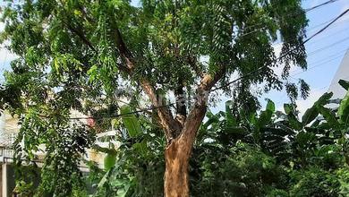 tanah sunter bisma jakarta utara