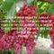 Agen Daniel Ong Photo