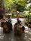 Agen Nurul fadliah Aripin Photo