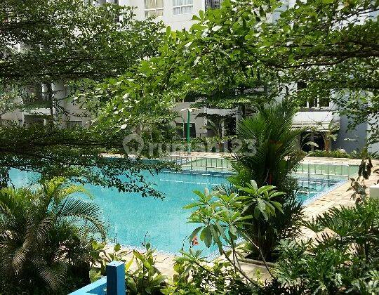 Apartemen Scientia view swimming pool lantai rendah 1