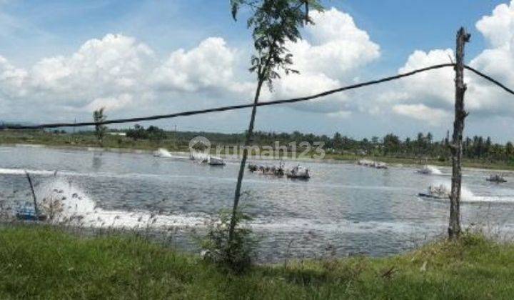 Tambak Udang Produktif Banyuwangi dekat laut 2