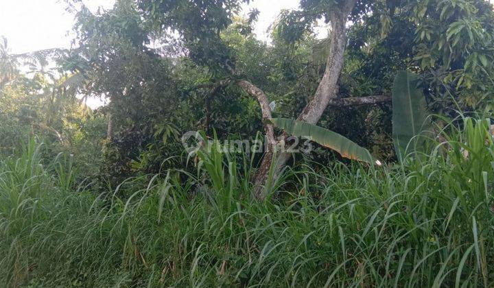 LAND FOR SALE IN SINGARAJA 1