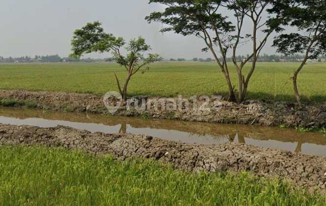 Rice Field Land on Jl. Kobakrantai, Sukakarya, Sukatani