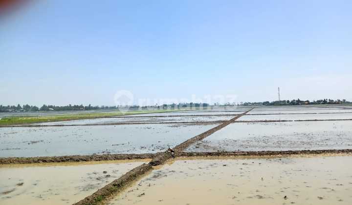 Rice Field Land on Jl. Kobakrantai, Sukakarya, Sukatani