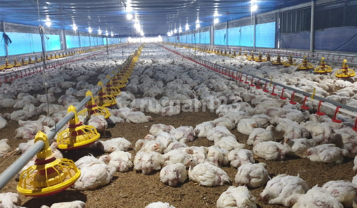 Chicken Farm in Subang