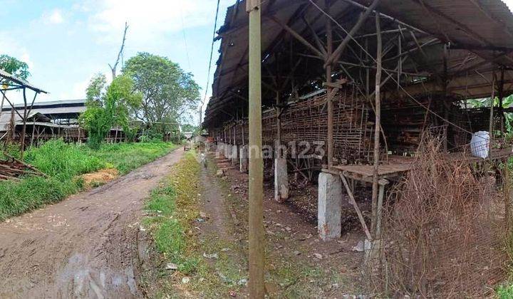 Peternakan Ayam Petelur di Desa Kemiri, Kec. Mauk, Tangerang 1