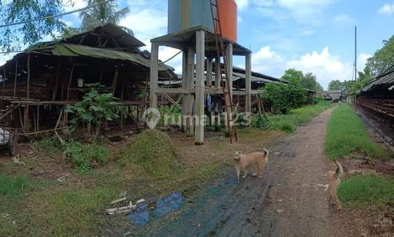 Peternakan Ayam Petelur di Desa Kemiri, Kec. Mauk, Tangerang 2