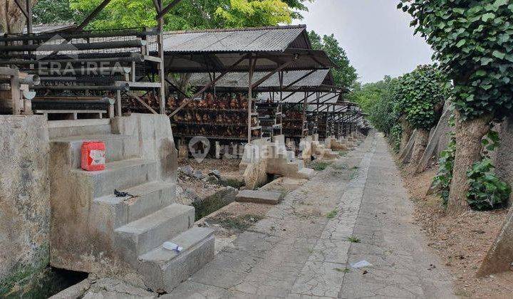 Ruang Usaha Peternakan Ayam Murah Meriah Solo  2